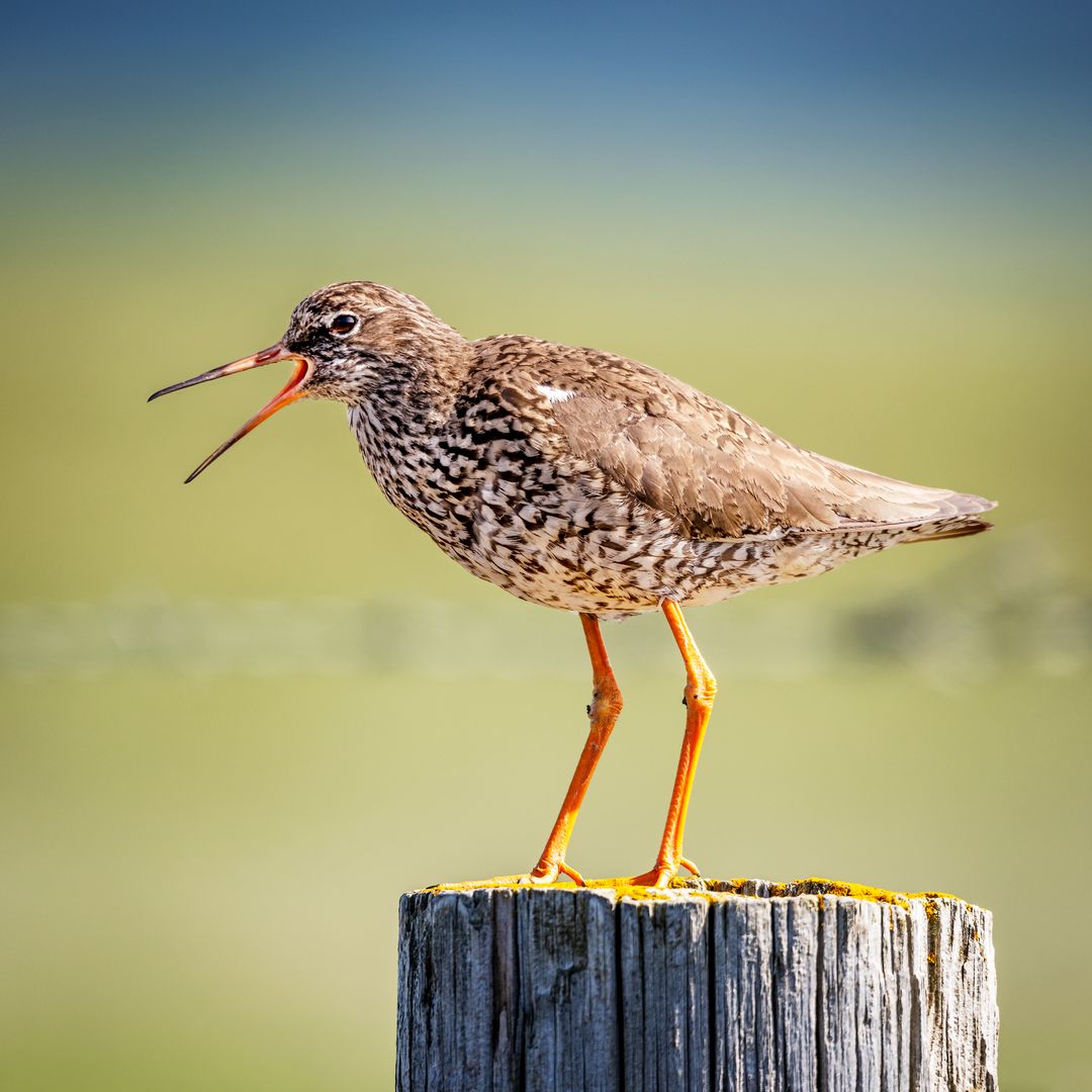 Common Redshank in Iceland