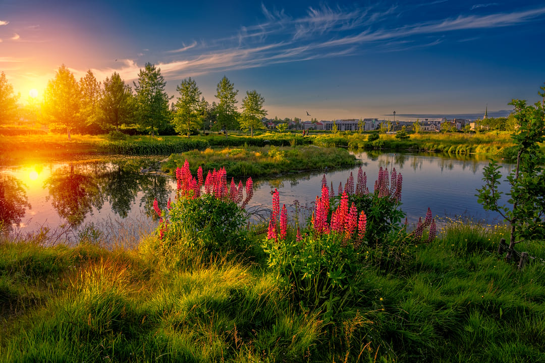 Reykjavik Pond