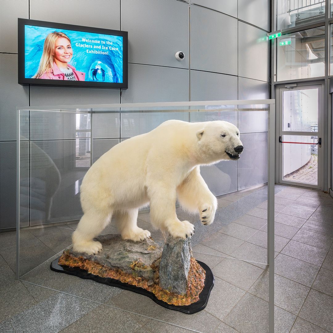 Polar bear in Perlan Museum