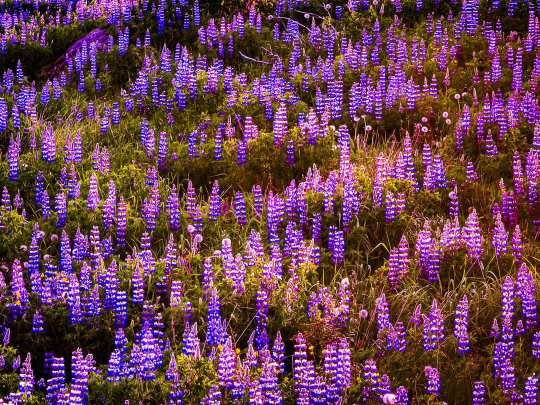 field of lupine