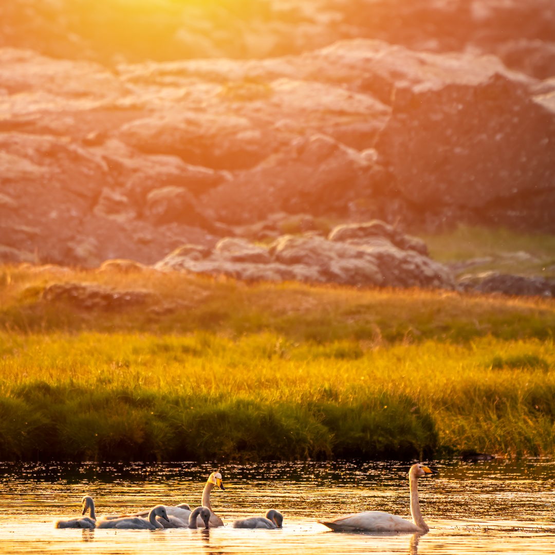 Whooper swan family