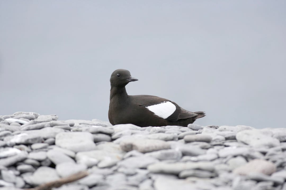 Black Guillemot sleeping