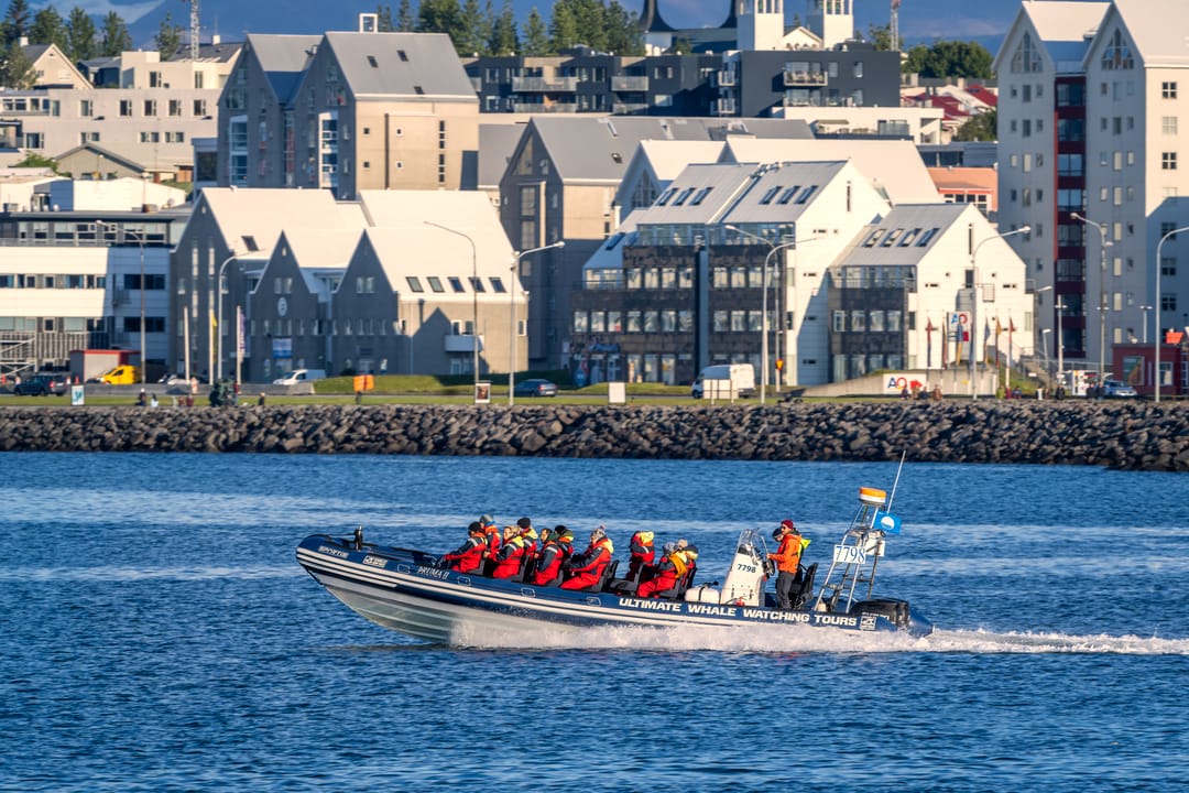 Whale watching in Reykjavik