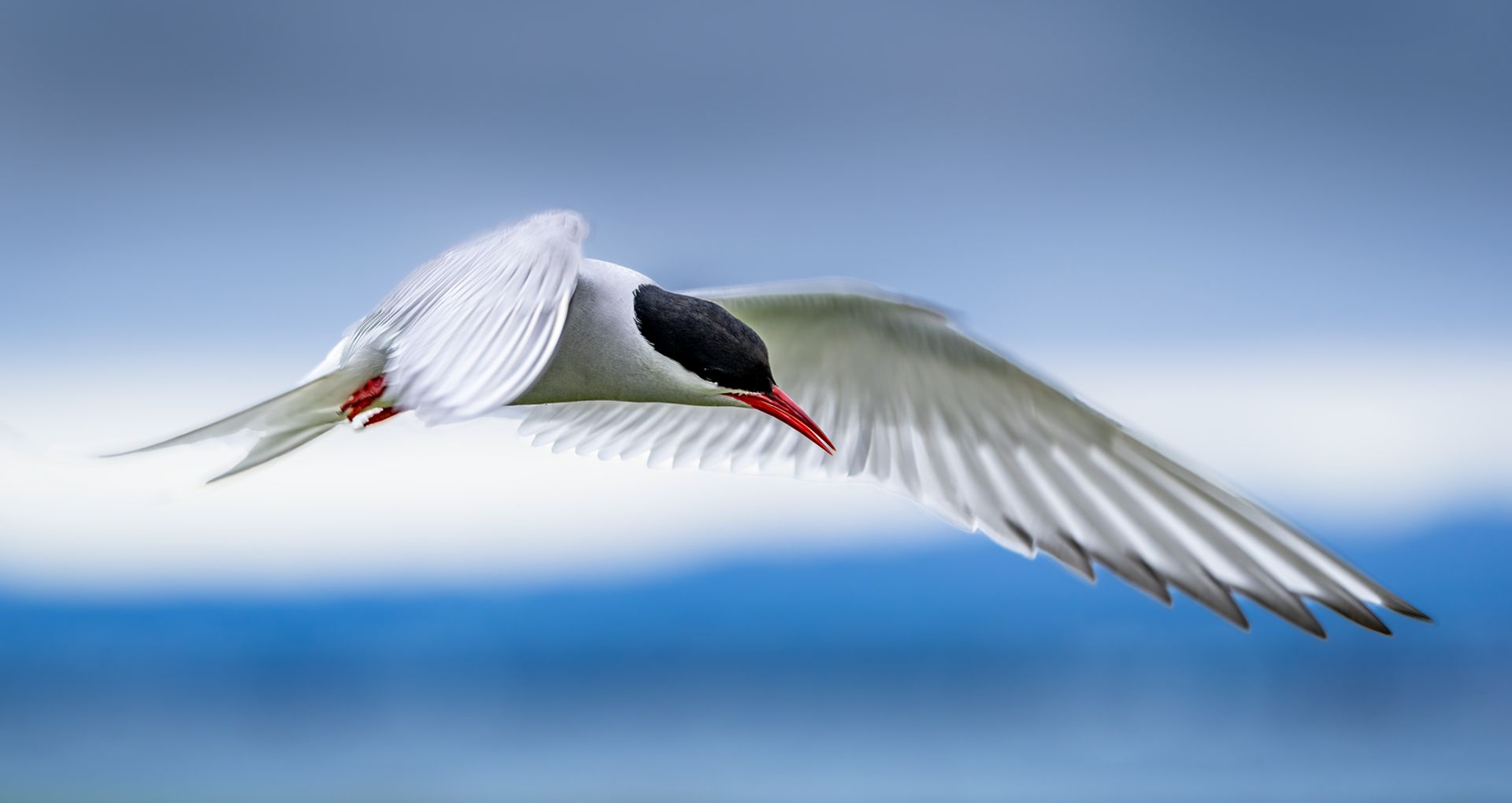 Arctic Tern