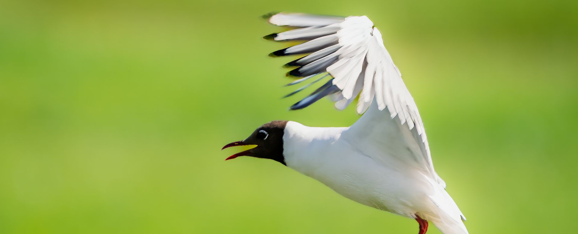 The Black-Headed Gull