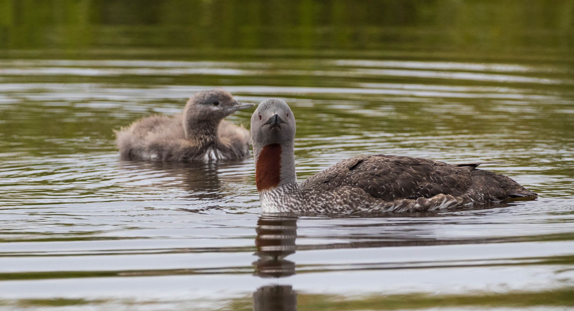 The Red-Throated Diver