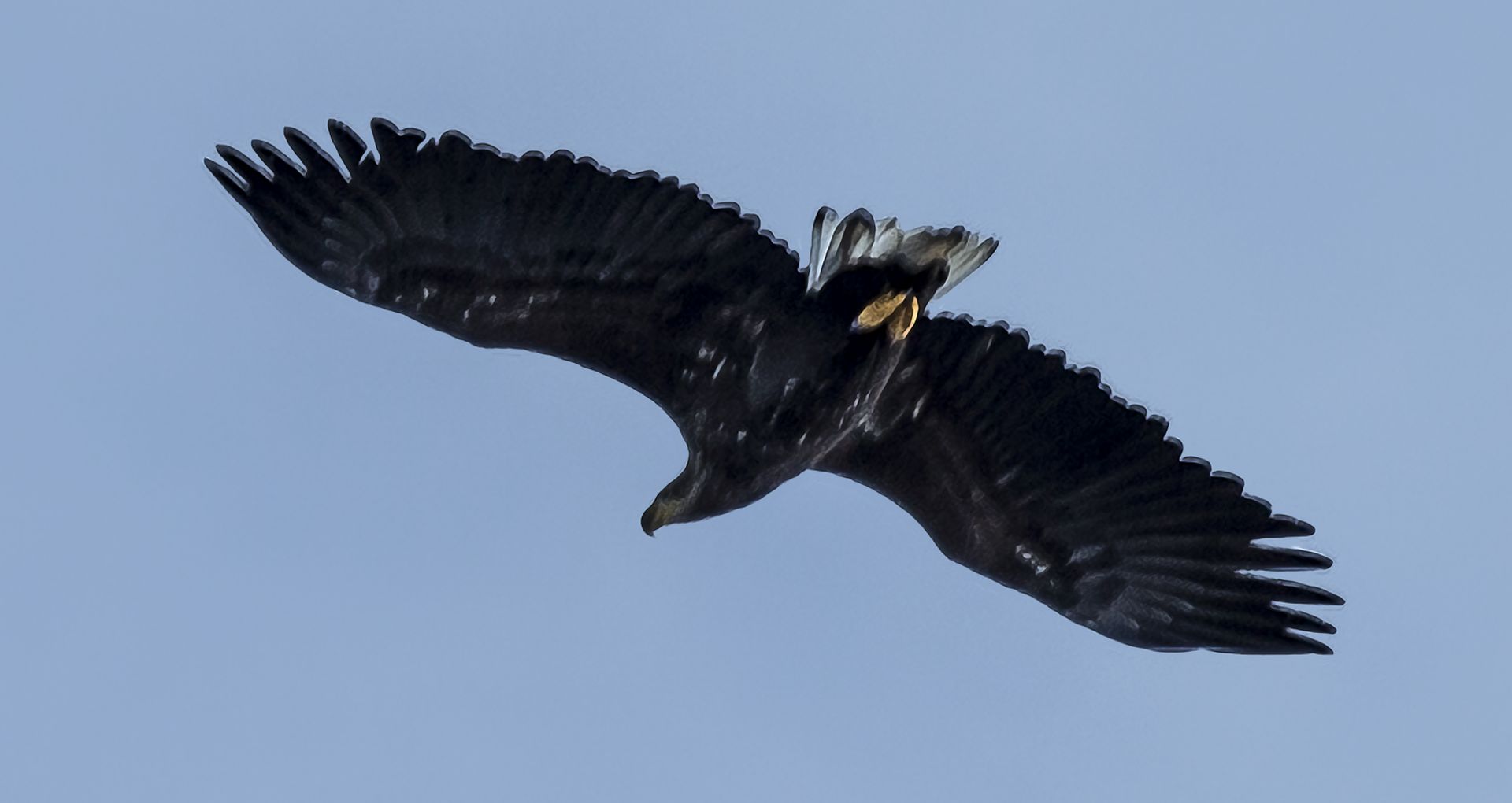 The White Tailed Eagle