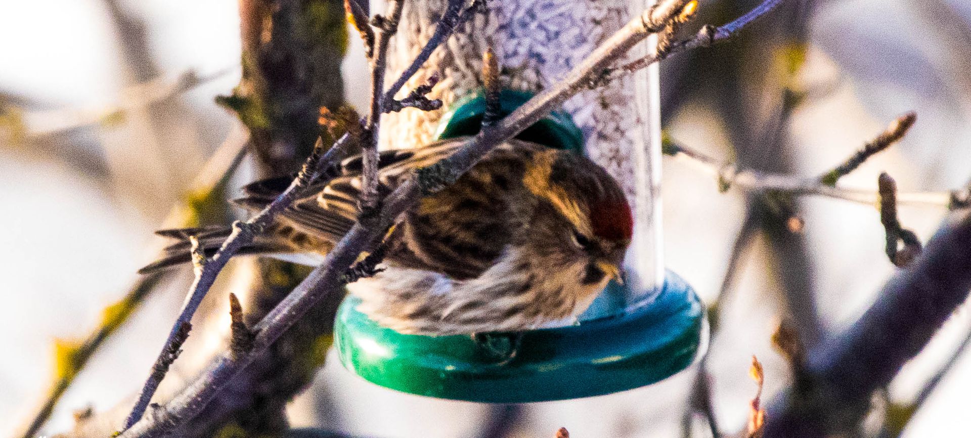 Icelandic Redpoll