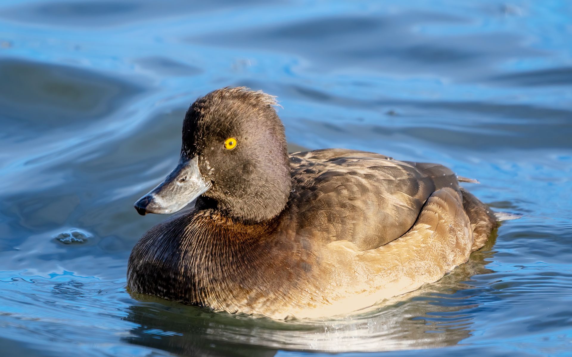 The tufted duck