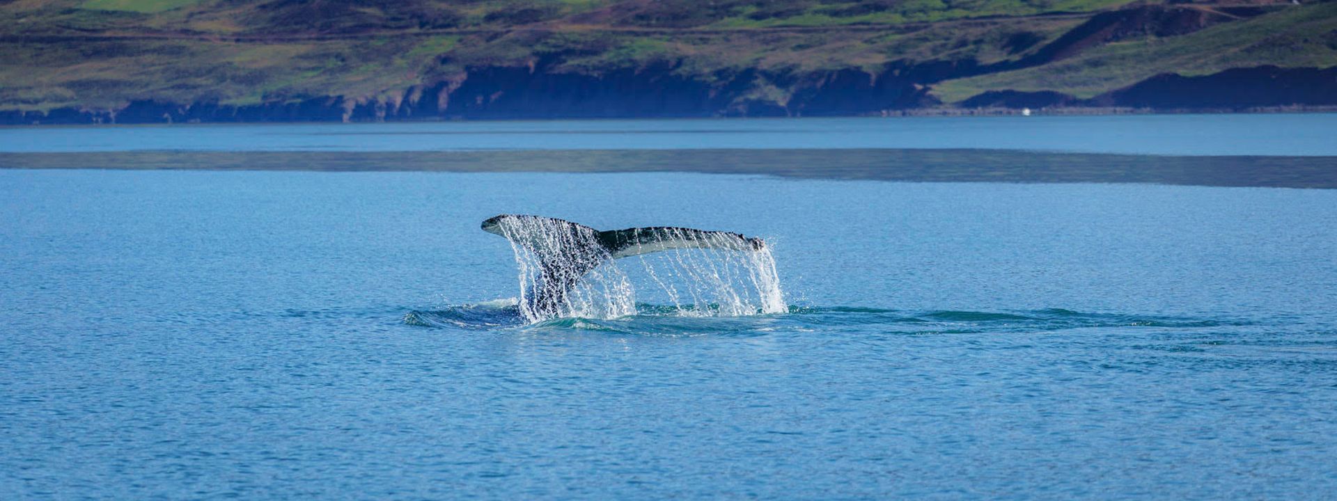 Whale