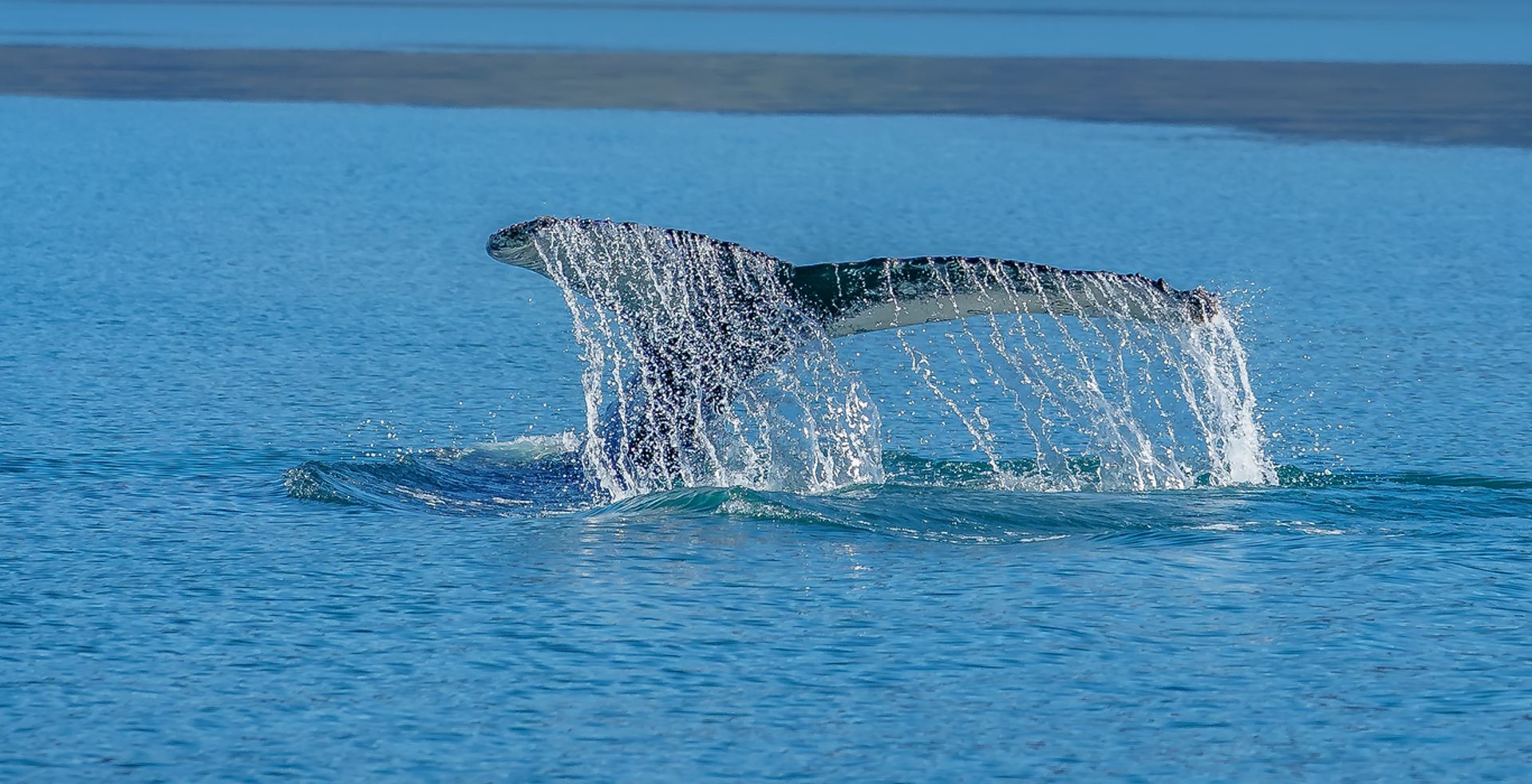 Whale watching