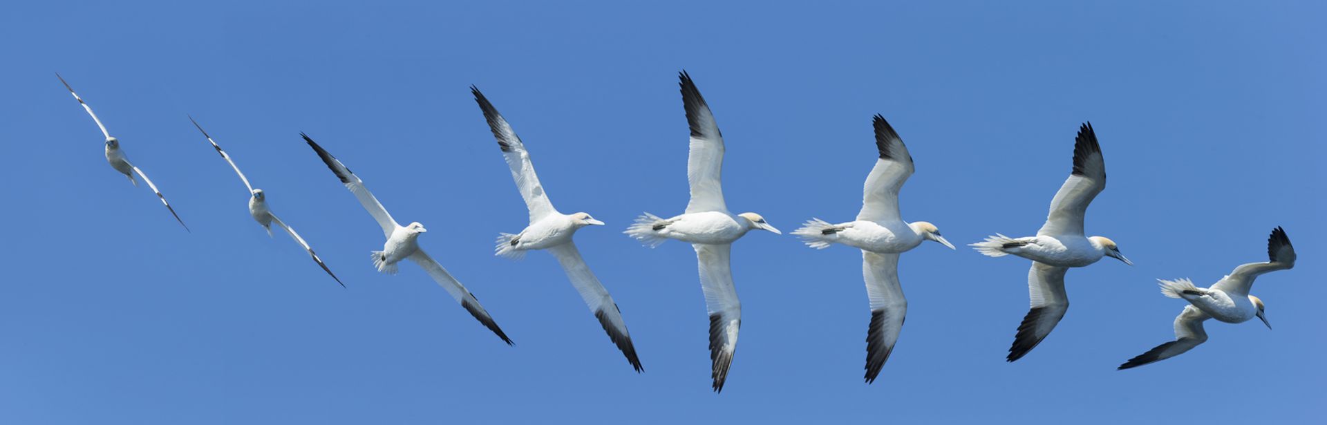 northern gannet - sula flying in a synchrony