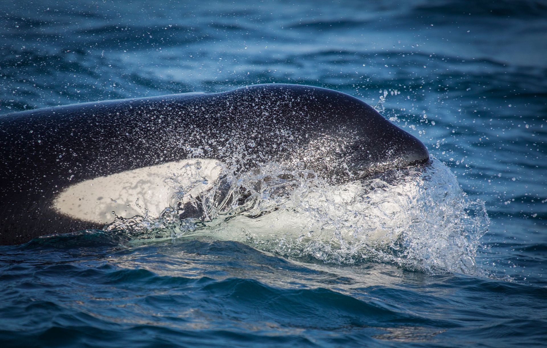close up of Orca Whale poking head out of water