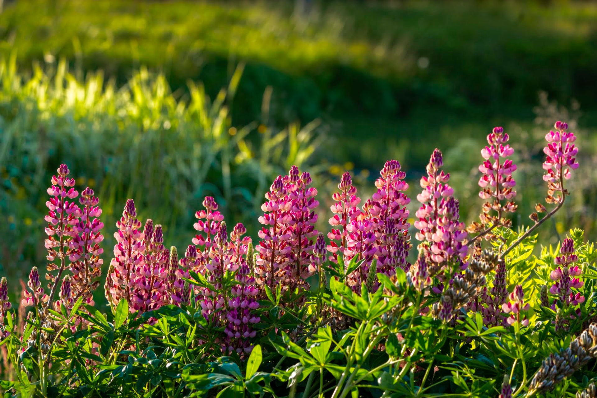 iceland lupine flowers brightened with the natural sun in a field of grass