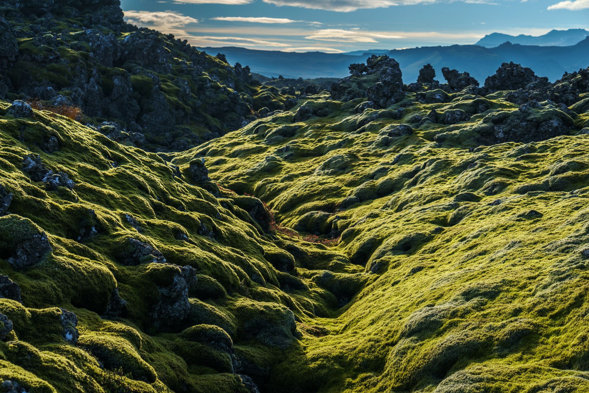 bright green icelandic moss covering lava fields