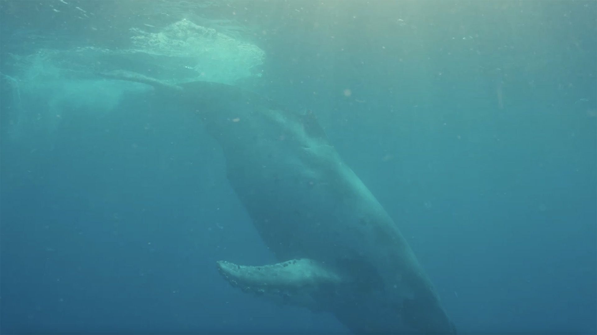 Whales