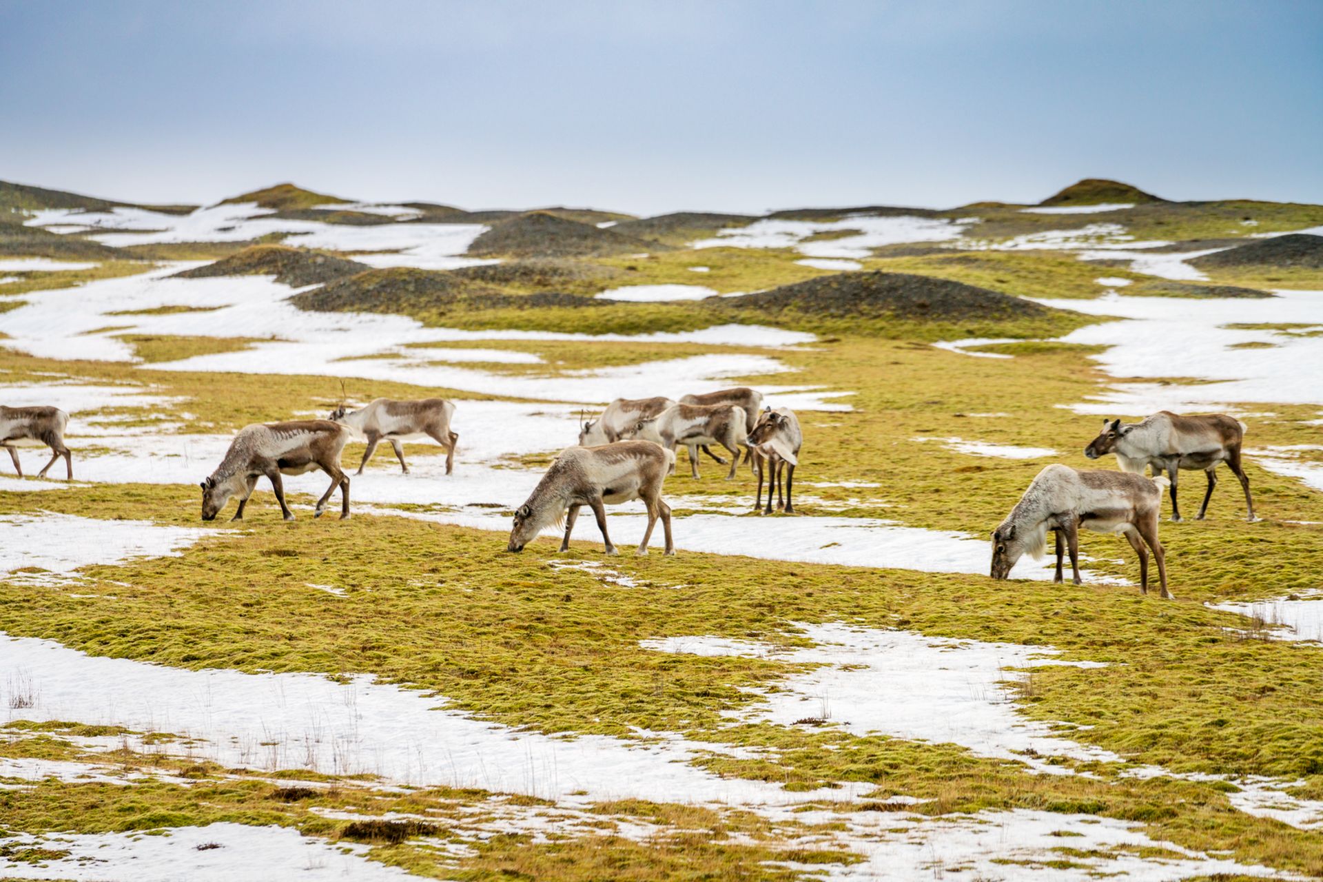 A group of reindeer in Iceland grazing grass between snow