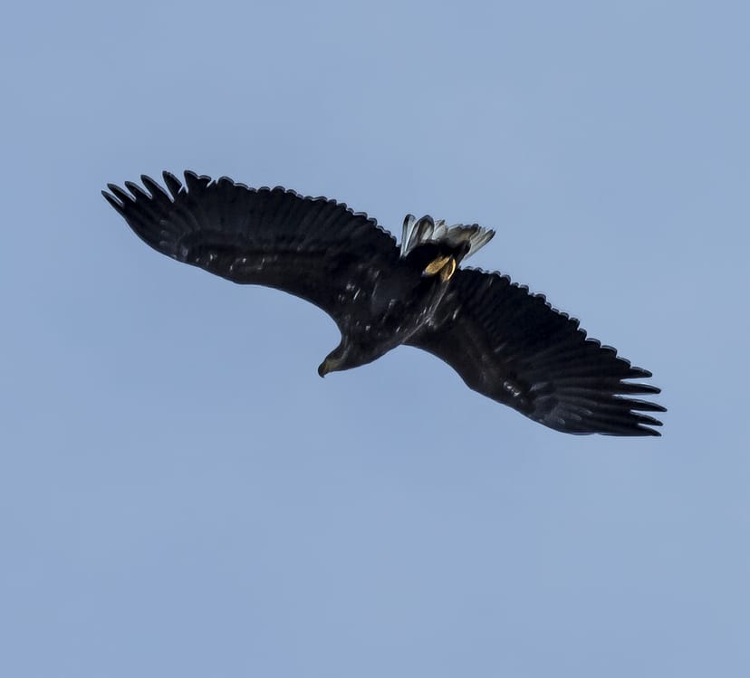 The White Tailed Eagle