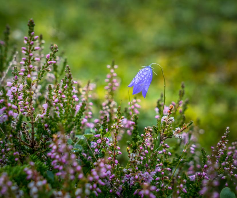 Bláklukka Campanula rotundifol summer