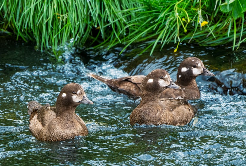 a group of harlequin ducks swimming