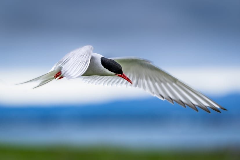 Arctic Tern