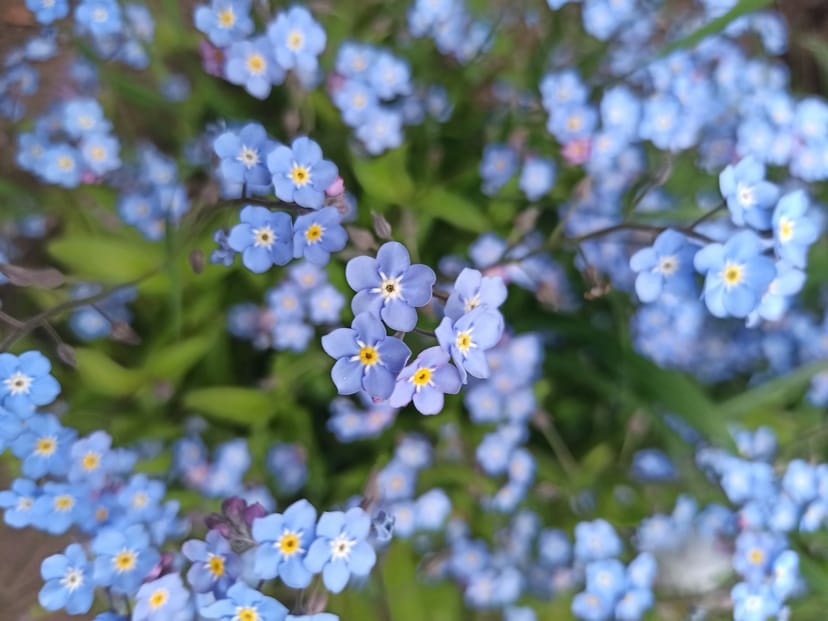 A close up for blue gleym-mér-ei