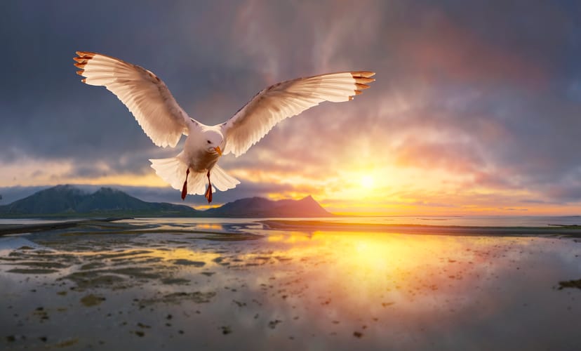 Black-Legged Kittiwake flying while sun is setting 