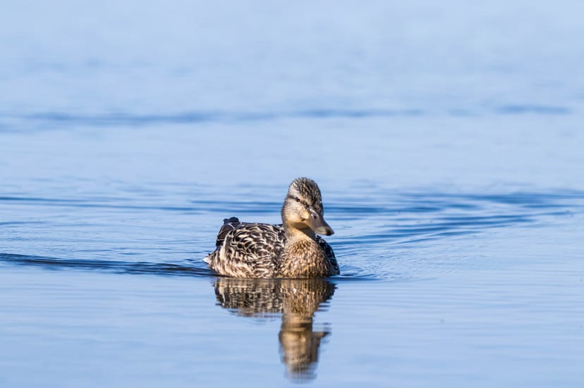 Female Mallard