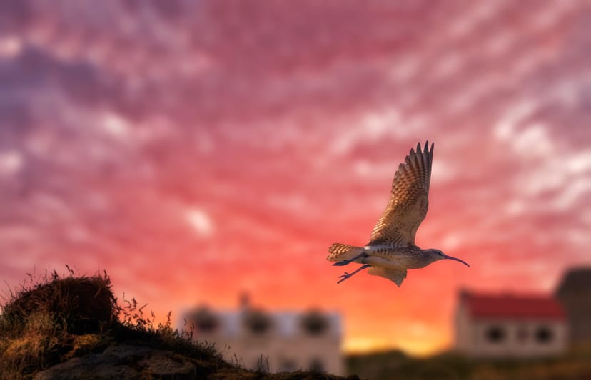 whimbrel