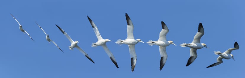 northern gannet - sula flying in a synchrony
