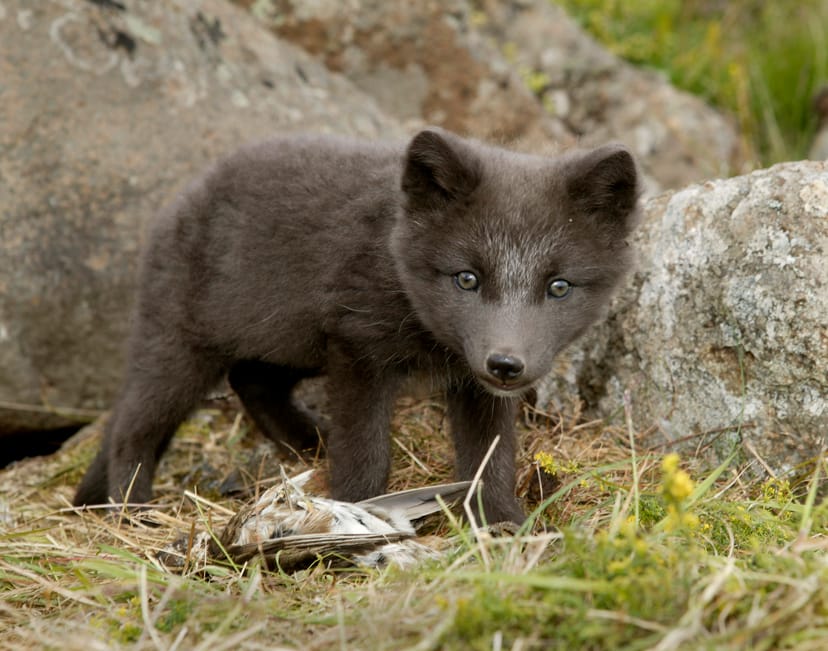 Arctic fox
