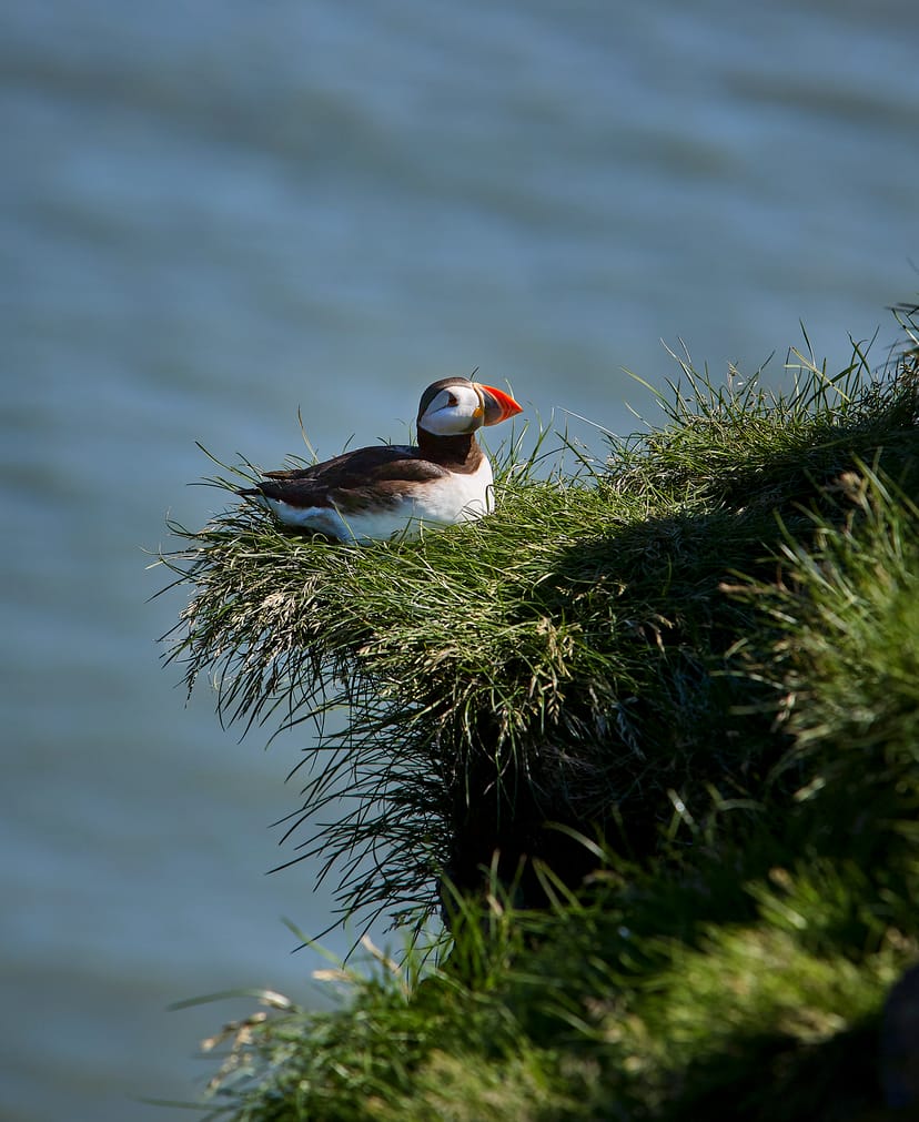 Puffin in Iceland