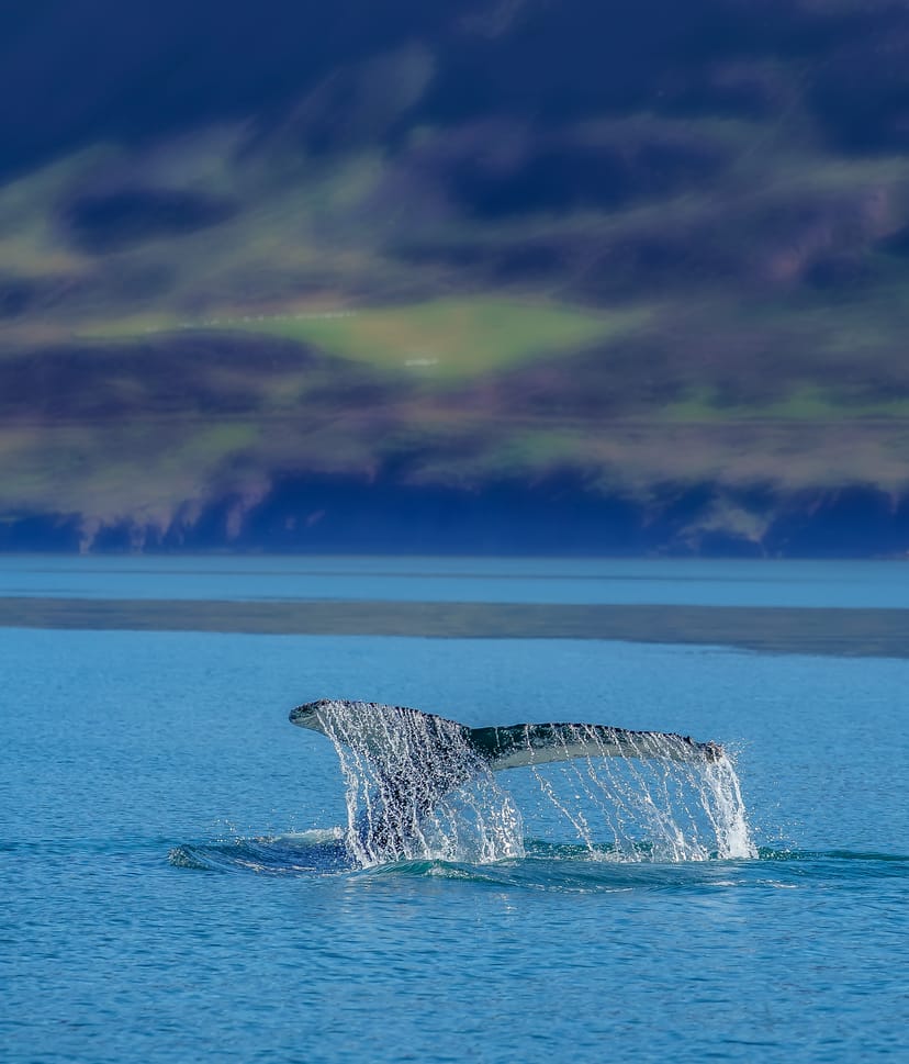 Whale watching