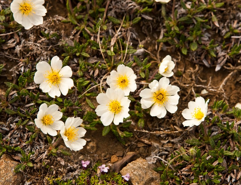 Mountain Avens in the ground