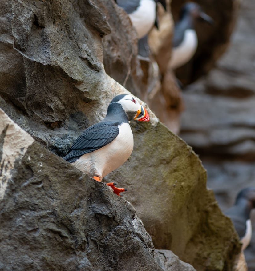 puffin in latrarbjarg at perlan