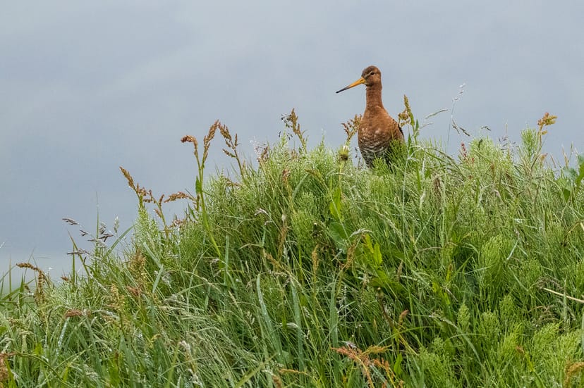 The Black-tailed Godwit