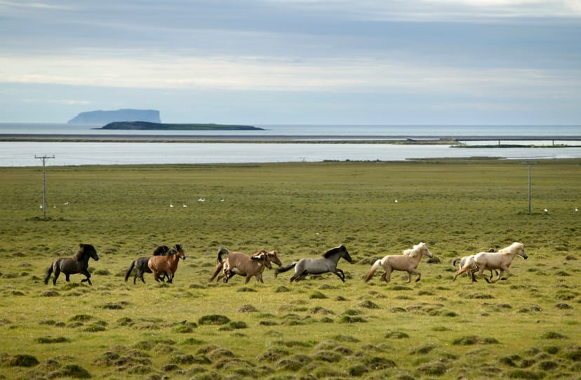 drangaey island