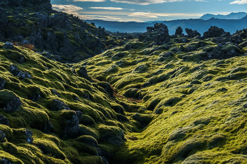 bright green icelandic moss covering lava fields