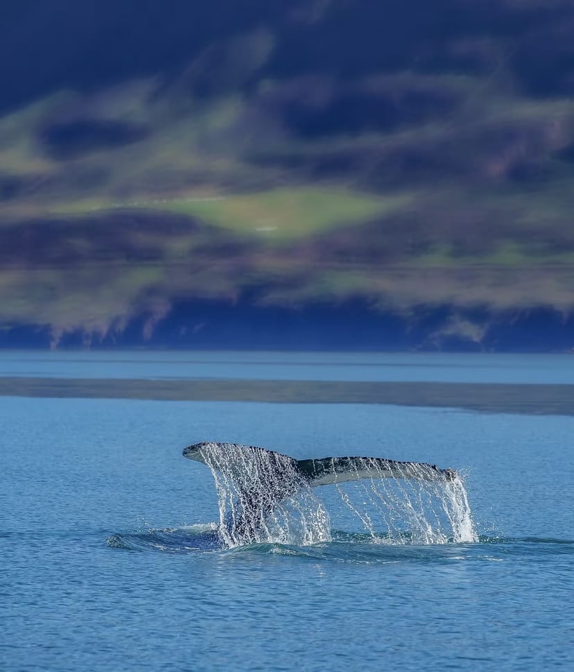 Whale swimming