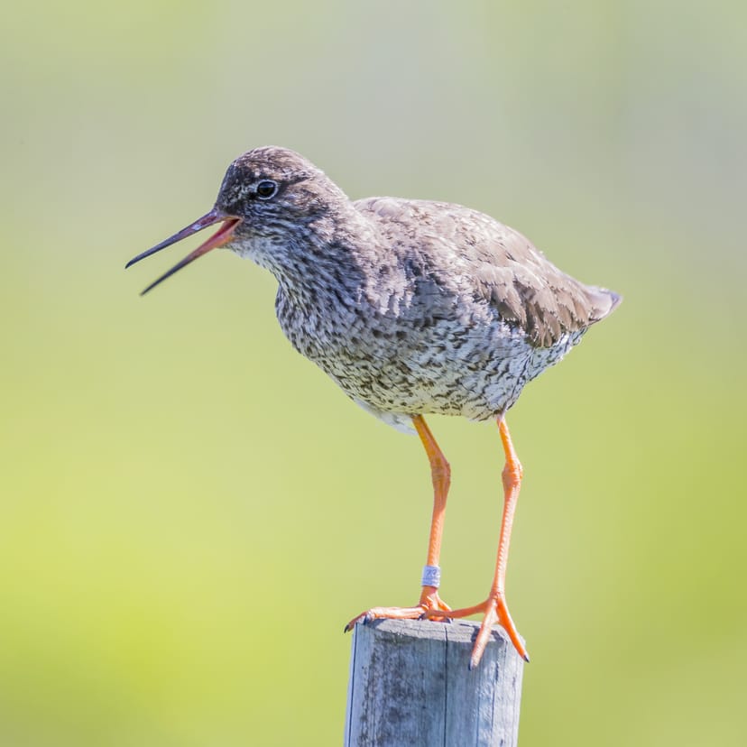 Common Redshank in Iceland
