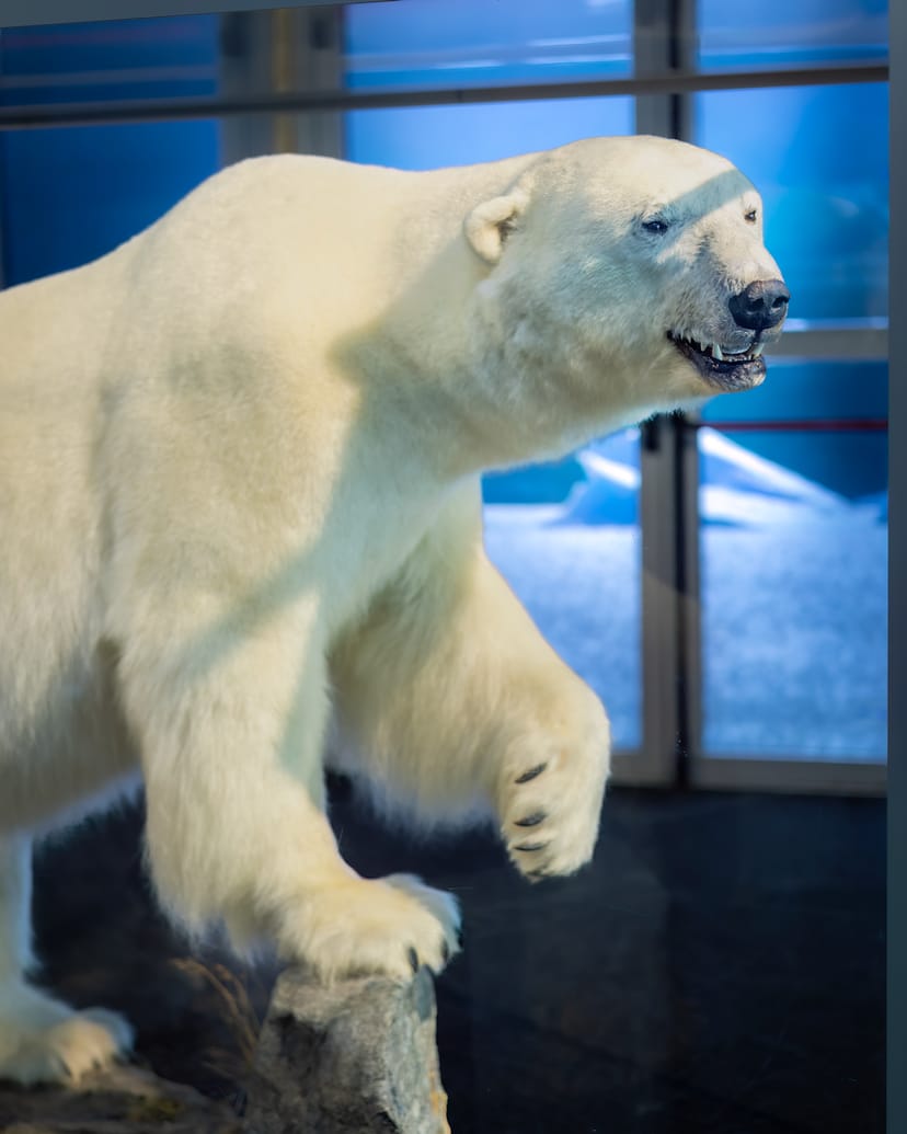 Polar bear