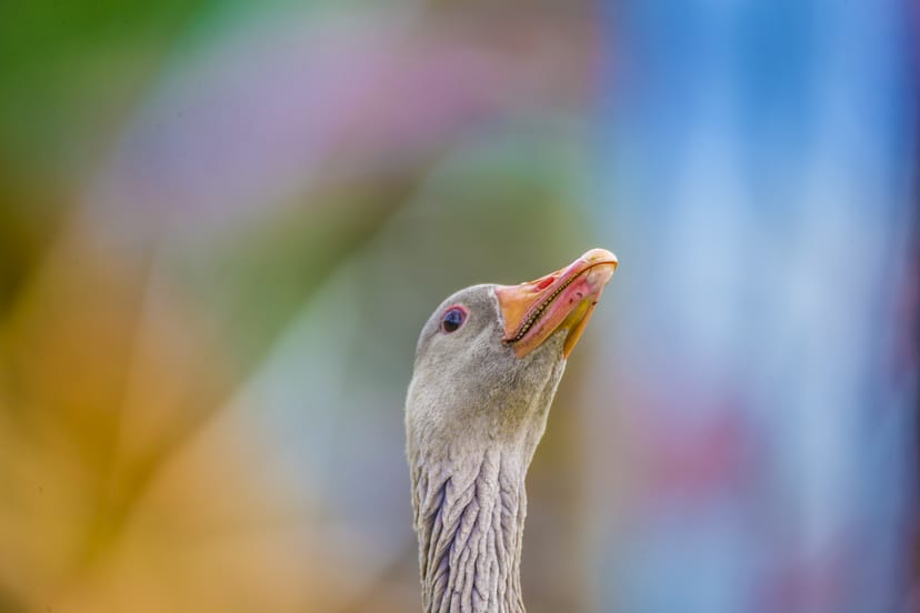 Graylag Goose