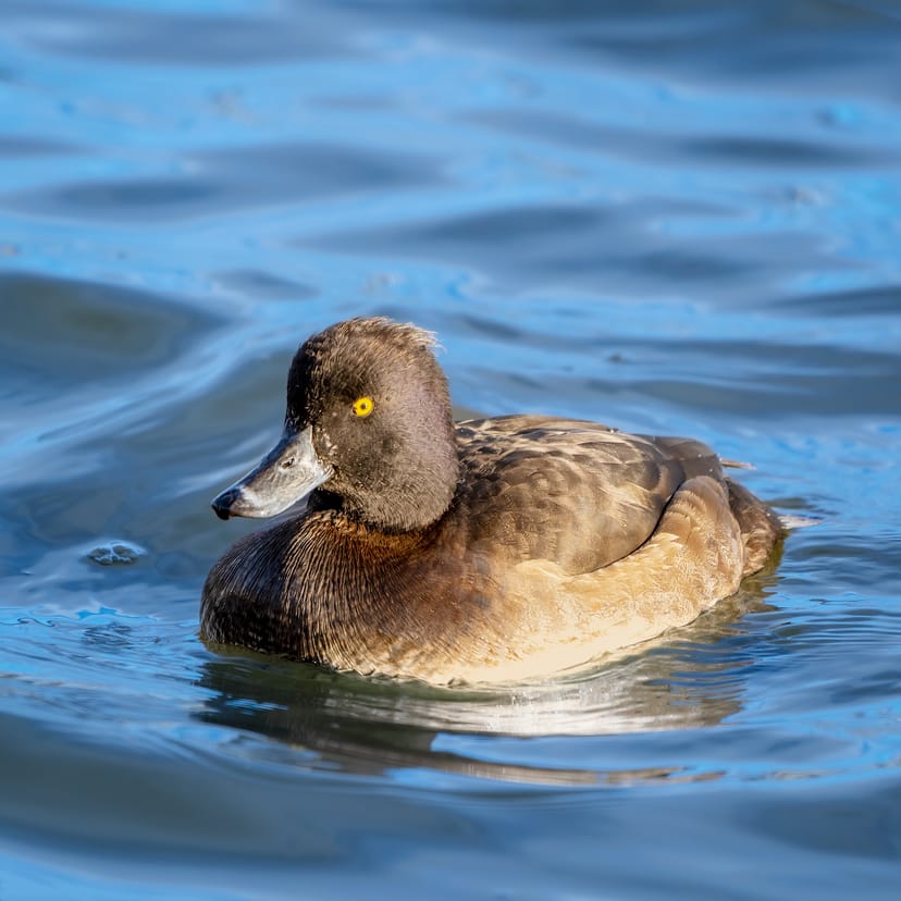 The tufted duck