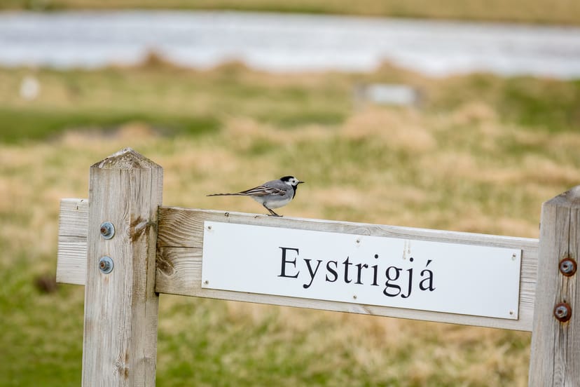 white wagtail