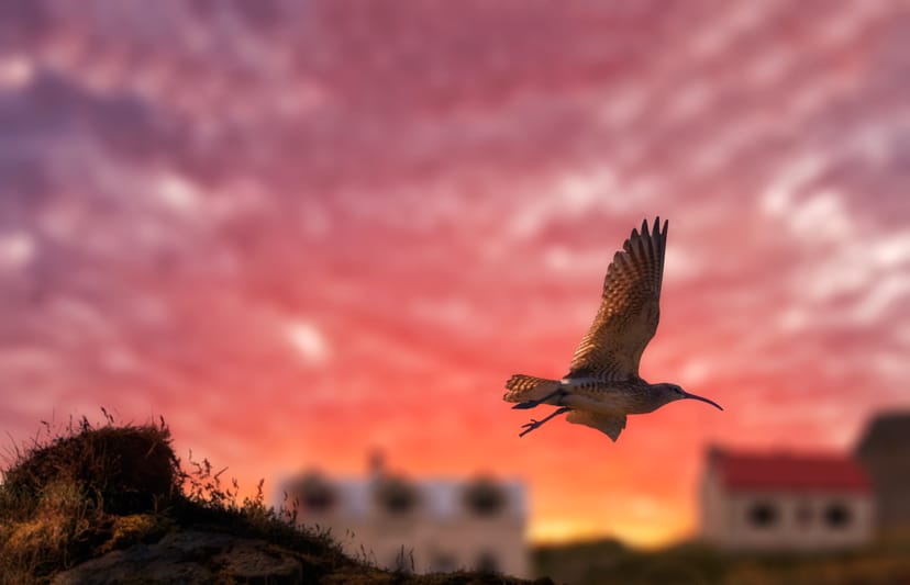 Birding in Iceland