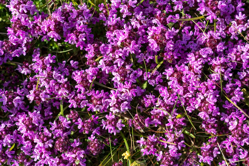 Mother of thyme (Blóðberg) up close
