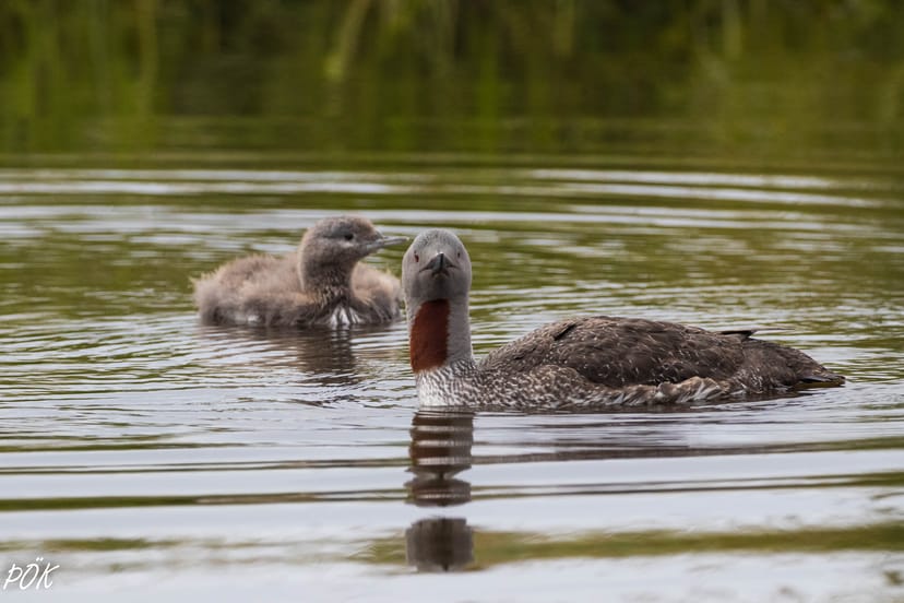 The Red-Throated Diver