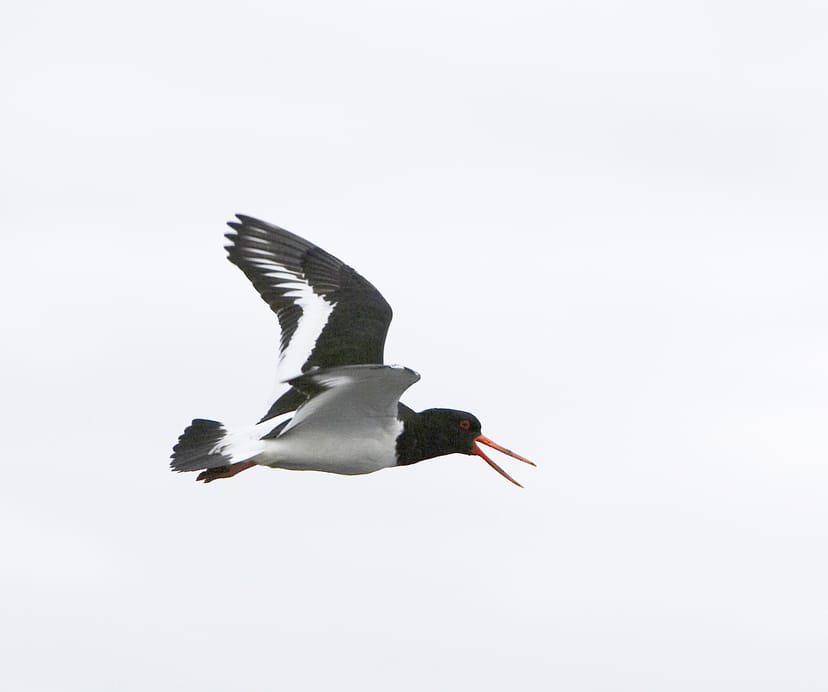 The Oystercatcher