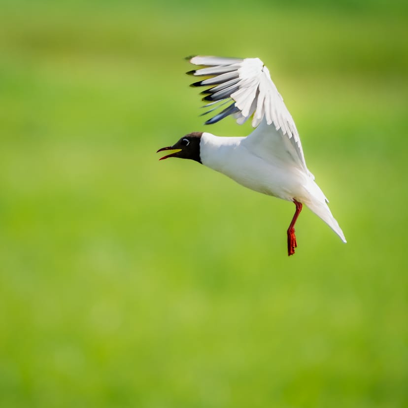 The Black-Headed Gull