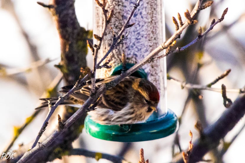 Icelandic Redpoll